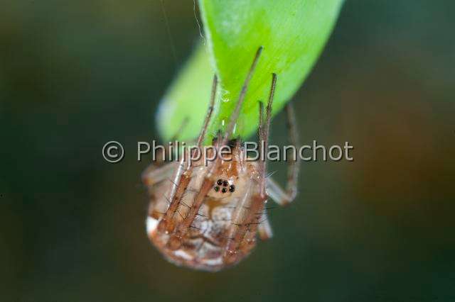 Tetragnathidae_4625.JPG - France, Araneae, Tetragnathidae (Metidae), Araignée, Méta d'automne (Metellina segmentata), Lesser garden spider or Autumn spider